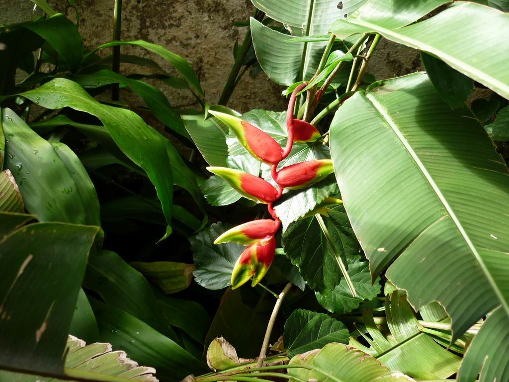 bresil_0850.jpg