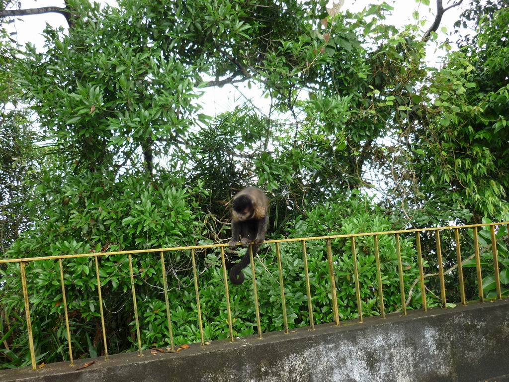 bresil_0542.jpg