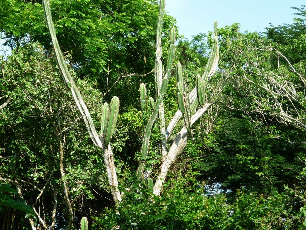 bresil_0846.jpg