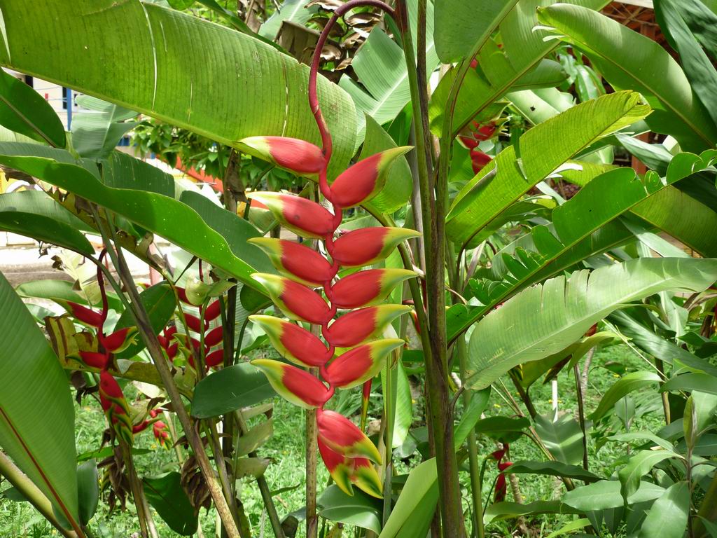 bresil_0859.jpg