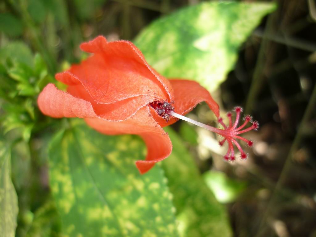 bresil_1030.jpg