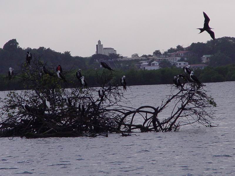 guadeloupe446.jpg