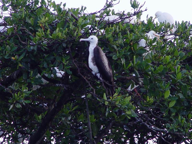 guadeloupe451.jpg