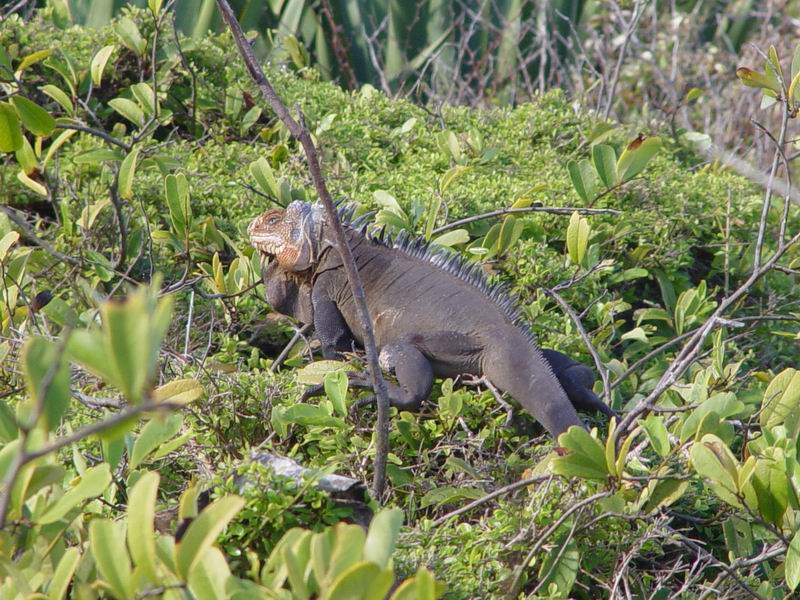 guadeloupe600.jpg