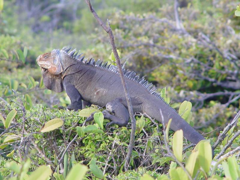 guadeloupe602.jpg