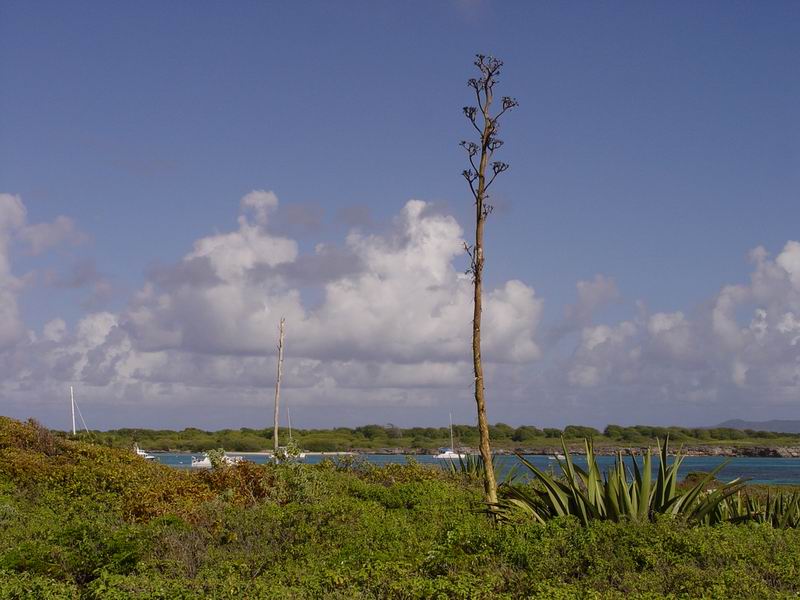 guadeloupe608.jpg